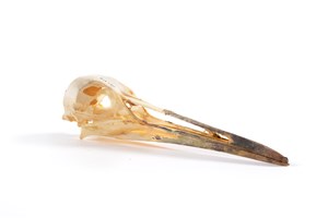 Image description is not available for 2015.3.3